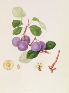द रॉयल प्लम, 1815