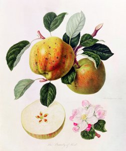 द ब्यूटी ऑफ केंट, 1819