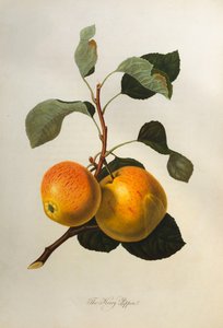 केरी पिप्पिन, "पोमोना लोंडिनेन्सिस", 1818 से