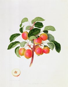 टैटेरियन क्रैब ऐपल, 1819