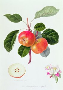 ट्रम्पिंगटन एप्पल, 1819