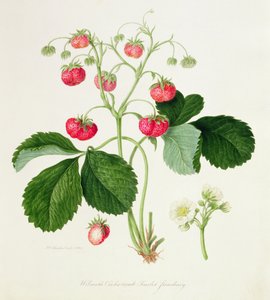 विल्मोट के लंड-कंघी स्कारलेट स्ट्राबेरी, 1820