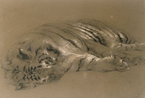 स्लीपिंग टाइगर, 1876 (कागज पर पेंसिल und चॉक)