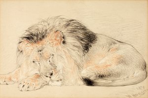 एक शेर का अध्ययन, 1879 (कागज पर चाक)