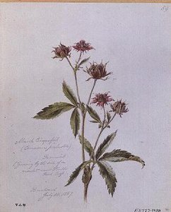 मार्श Cinquefoil, ब्रेंटवुड में चित्रित द्वारा विलियम जेम्स लिंटन