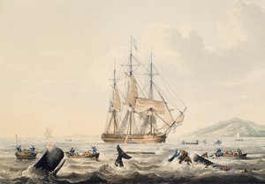 दक्षिण समुद्र में व्हेलिंग, विलियम जॉन हगिन्स (1781-1845), 44x57 सेमी . द्वारा उत्कीर्ण