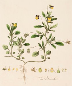 वियोला तिरंगा, जंगली पैंसी, c1770-1790।