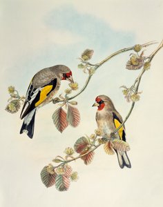 यूरोपियन गोल्डफिंच (कार्डुएलिस कार्डुएलिस कैनिसप्स), बर्ड्स ऑफ एशिया से लिथोग्राफ