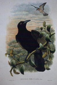 ल्यूकोकोरैक्स पायरोप्टेरस, पैराडाइज या सिल्की क्रो (लिथो) द्वारा विलियम मैथ्यू हार्ट