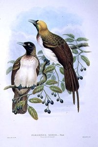 Paradisaea Quilielmi - स्वर्ग का छोटा पक्षी (रंग लिथो) द्वारा विलियम मैथ्यू हार्ट