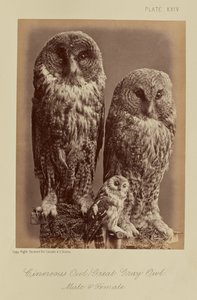  द्वारा विलियम नोटमैन