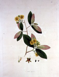 Ochna squarrosa, 'कोरोमंडल तट के पौधे' से चित्रण द्वारा विलियम रोक्सबर्ग