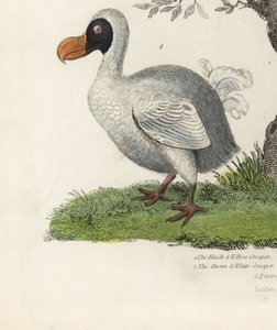 डोडो, राफस क्यूकुलैटस, विलुप्त उड़ानहीन पक्षी (पूर्व में डीडस इनेप्टस)। विलियम स्मेली के प्राकृतिक इतिहास के एक अज्ञात कलाकार द्वारा उत्कीर्ण हाथ के रंग का ताम्रपत्र।