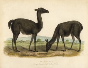 लामा, लामा ग्लामा। द्वारा विलियम स्मेली