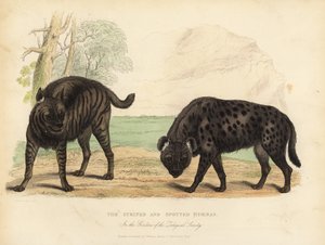 धारीदार लकड़बग्घा और चित्तीदार लकड़बग्घा।