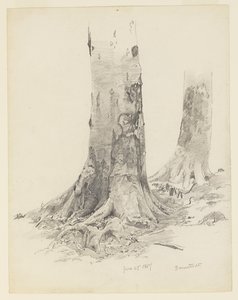 पेड़ के तने, डार्मस्टेड द्वारा William Trost Richards