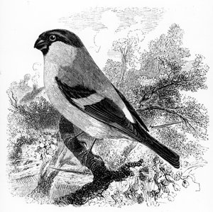 विलियम यारेल द्वारा &39;ए हिस्ट्री ऑफ ब्रिटिश बर्ड्स&39; का चित्रण द बुलफिंच पहले 1843 में प्रकाशित हुआ