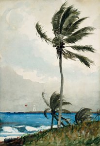 पाम ट्री, नासाउ, 1898 (wc और ग्रेफाइट ऑफ वाइट-वोव पेपर पर) द्वारा विंसलो होमर