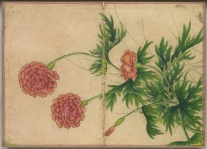 डेस्क एल्बम: फ्लावर एंड बर्ड पेंटिंग Peony, 18 वीं शताब्दी।