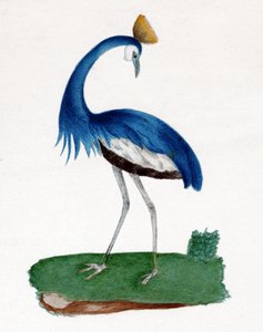कलगी बगुला द्वारा . .