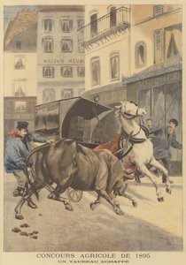 1895 का कृषि प्रदर्शन। एक बैल बच गया