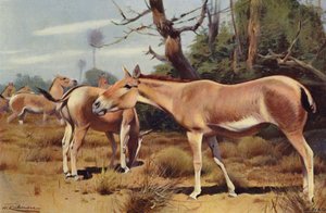 एशियाई जंगली गधा