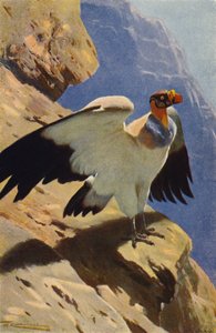 राजा गिद्ध