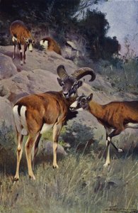 mouflon द्वारा विल्हेम कुह्नर्ट के बाद