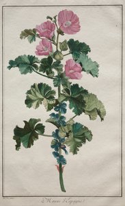 चौबीस पौधों और फूलों का संग्रह: मल्लो, 1772 के बाद। द्वारा डी सेव