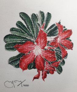 रेगिस्तान का फूल द्वारा miguelmendez_art.ve