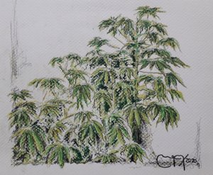 युक्का संयंत्र द्वारा miguelmendez_art.ve