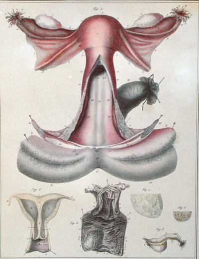 जी. डी फ्रे द्वारा उकेरी गई जूल्स क्लोक्वेट (1790-1883) द्वारा 'मैनुअल डी'एनाटोमी डिस्क्रिप्टिव डू कॉर्प्स ह्यूमेन' से गर्भाशय का एनाटॉमी द्वारा (बाद में) हैन्सेलिन