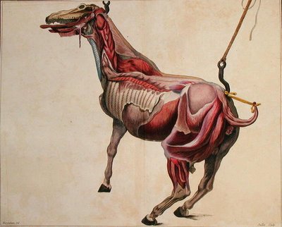जुइलेट द्वारा उकेरी गई फिलिप-एटिने लाफोस (1738-1820) द्वारा 'कोर्स डी'हिप्पियाट्रिक या ट्रेइट कंपलेट डे ला मेडिसिन डेस चेवॉक्स' से फ्लेयड हॉर्स द्वारा (बाद) हरगुइनियर