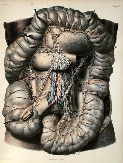 निकोलस हेनरी जैकब (1782-1871) 1866-67 (रंगीन) द्वारा उकेरी गई जीन-बैप्टिस्ट मार्क बौर्जरी (1797-1849) द्वारा बड़ी आंत की नसें, द ब्रेन, प्लेट फ्रॉम 'ट्रेइट कंप्लीट डे ल'एनाटोमी डे ल'होमे' उत्कीर्णन) द्वारा (बाद) लेविल्ले