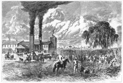 चीनी बागान, न्यू ऑरलियन्स, 1870। द्वारा एआर वार्ड
