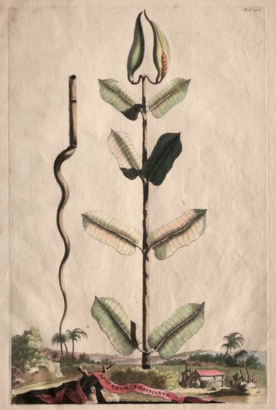 Phytographia उत्सुक: Virginianum फैल गया। द्वारा अब्राहम मुनटिंग