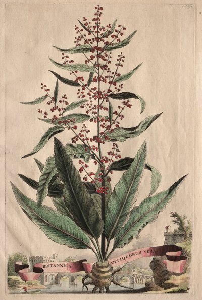 Phytographia उत्सुक: ब्रिटिश प्राचीन सत्य। द्वारा अब्राहम मुनटिंग