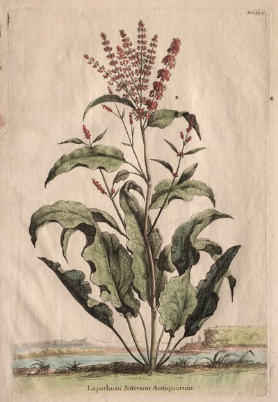 Phytographia उत्सुक, Lapathum Officin Antiquorum। द्वारा अब्राहम मुनटिंग
