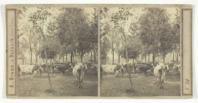 शीर्षक रहित [गाय], 185077। द्वारा आदोलपे ब्रौन