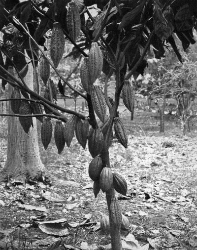 कोको का पेड़, जमैका, c1905। द्वारा एडोल्फ डुपरली और सोन