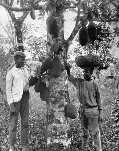 जैकफ्रूट, जमैका, c1905। द्वारा एडोल्फ डुपरली और सोन