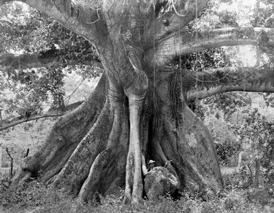 टॉम क्रिंगल्स कॉटन ट्री, स्पेनिश टाउन रोड, जमैका, c1905। द्वारा एडोल्फ डुपरली और सोन