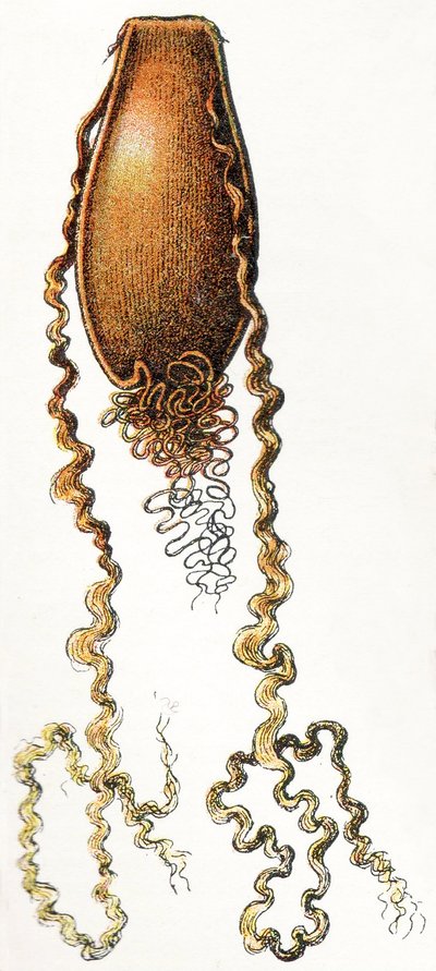 एटल केस ऑफ कैटशार्क (सिलेरिनहिनस), 1923 द्वारा एडोल्फ फिलिप मिलोट
