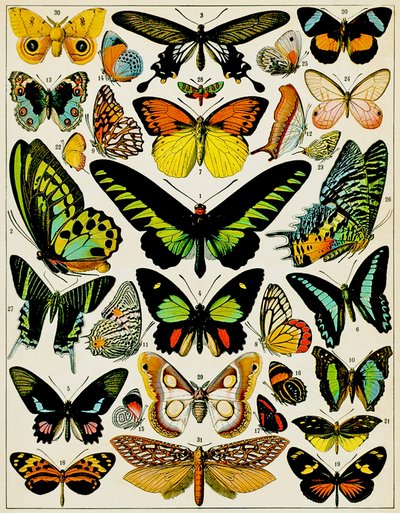 तितलियों और पतंगे का चित्रण c.1923 द्वारा Adolphe Philippe Millot