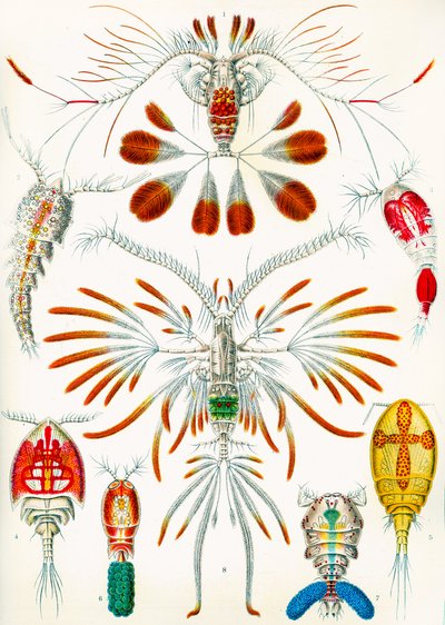 कोपपोड्स का चित्रण, c.1909 द्वारा एडोल्फ फिलिप मिलोट