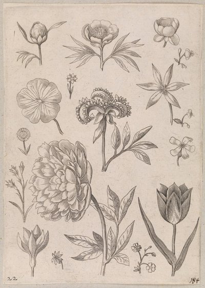 Peony द्वारा एड्रिएन कोलार्ट