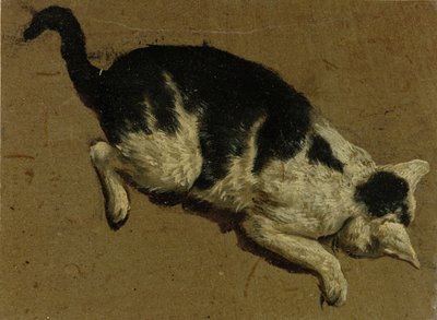 ऊपर से बिल्ली (ब्रश ड्राइंग) द्वारा Adriaen van de Velde