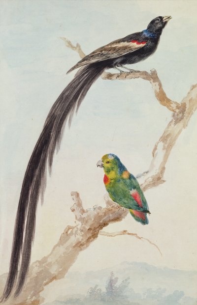 एक लंबी पूंछ वाला विडोबर्ड और एक नीला-मुकुट वाला लटकता हुआ तोता, 1783 (कागज पर चॉक, wc और पेंसिल) द्वारा एर्ट शोमैन