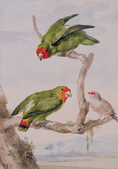 दो लाल का सामना करना पड़ा lovebirds और एक मोम, 1756 (चाक, wc और पेंसिल कागज पर) द्वारा एर्ट शोमैन
