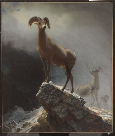 रॉकी माउंटेन शीप या बिग हॉर्न, ओविस, मोंटाना, c.1884 द्वारा अल्बर्ट बिएरस्टाड